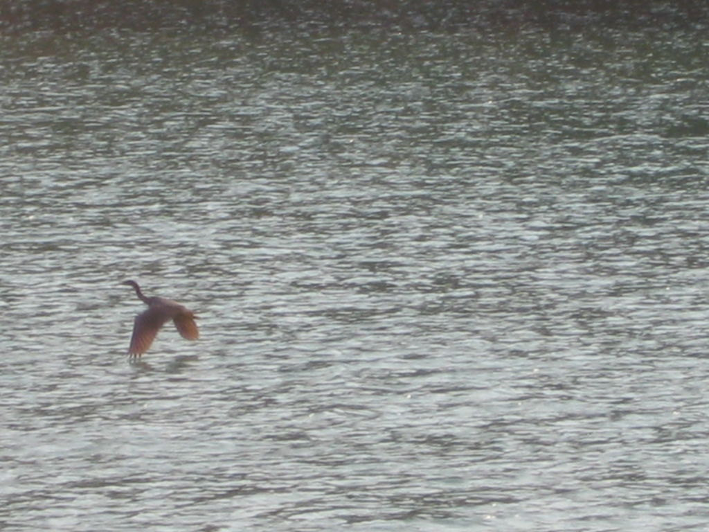 Heron flying by