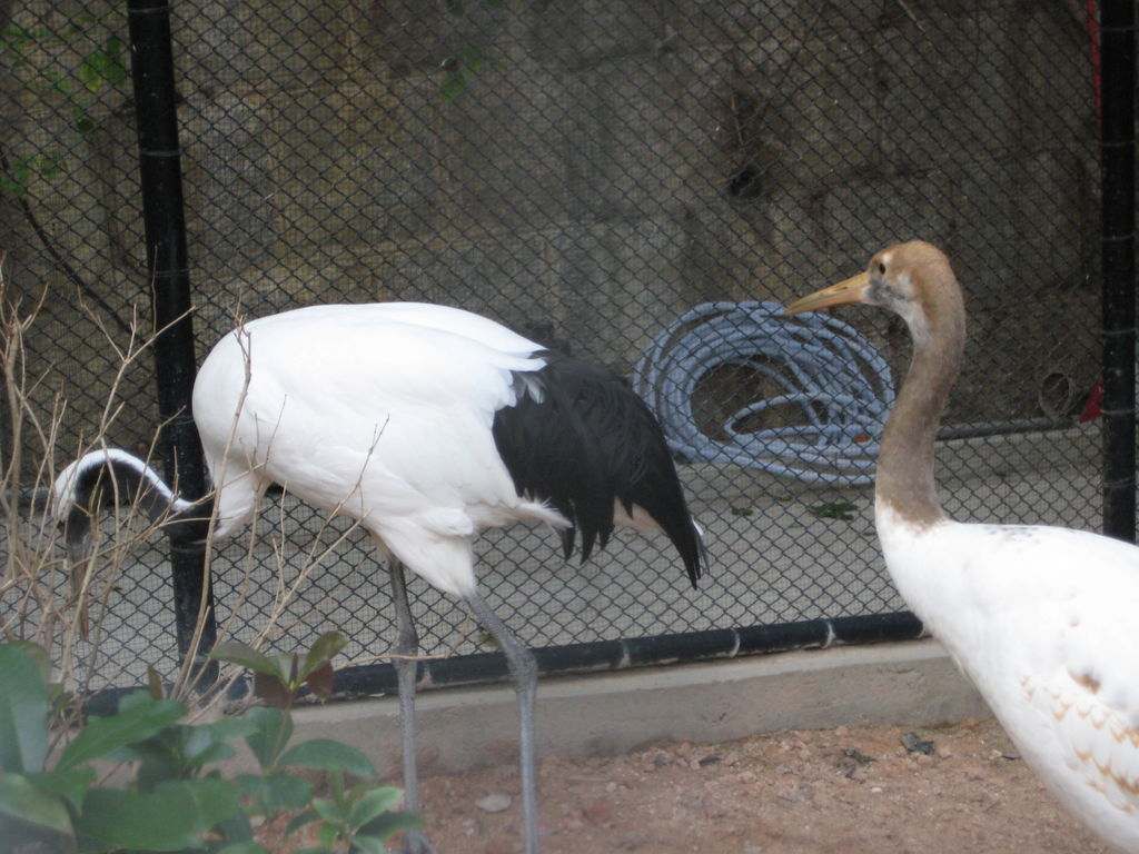 HK Zoological gardens