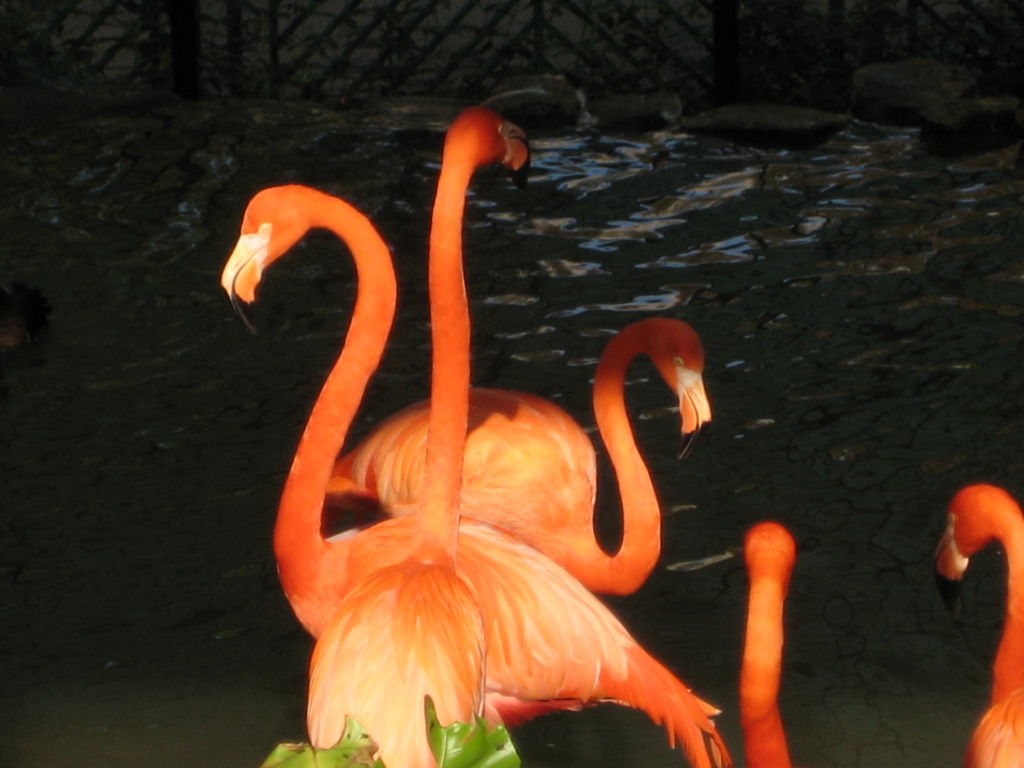 Flamingos in the HK Zoological gardens