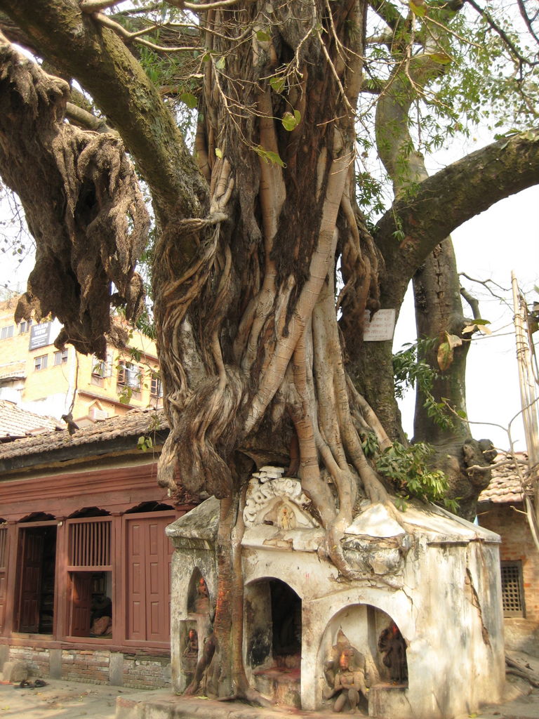 Nature growing over the architecture