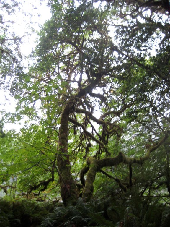 Cool moss-covered maples