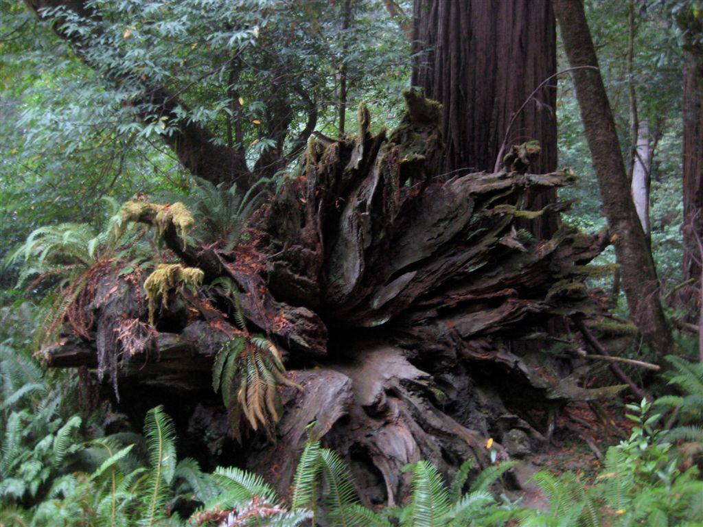 Redwood roots