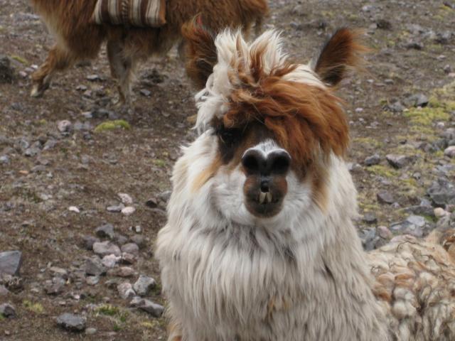 El paca