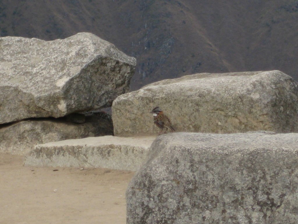 One of many Rufous Collared Sparrows