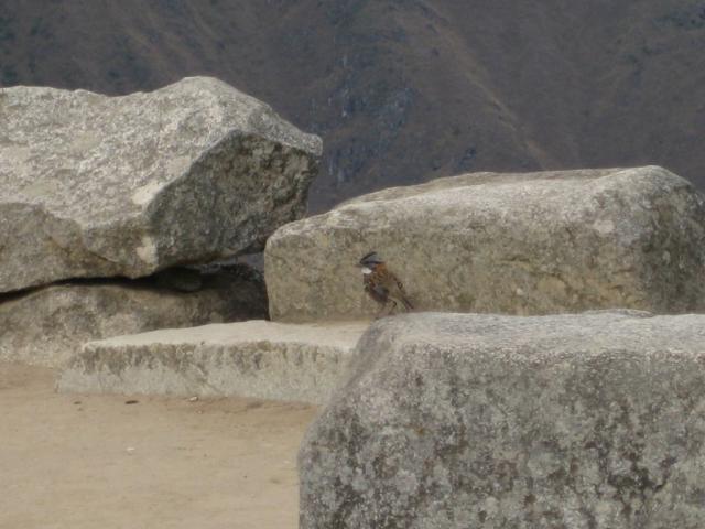 One of many Rufous Collared Sparrows