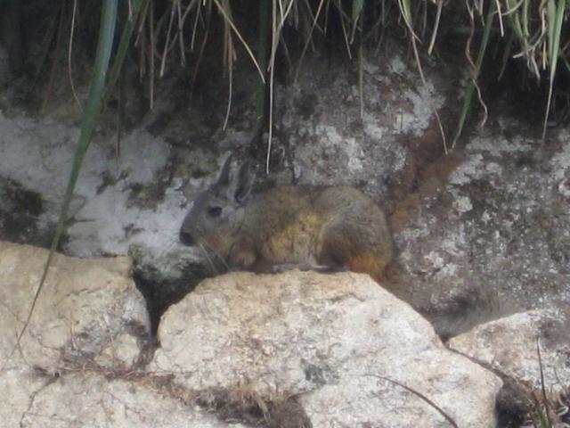 Long tail rabbit!