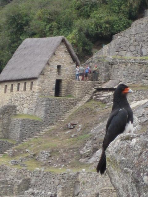 Awesome up close Mountain Caracara