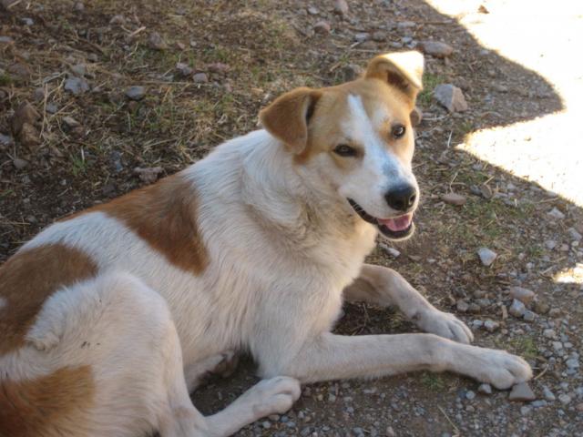 Our friend that followed us from Cusco.  We named him Gringo.