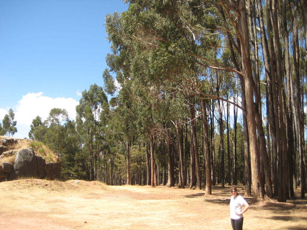 One of the few forests on the whole trip