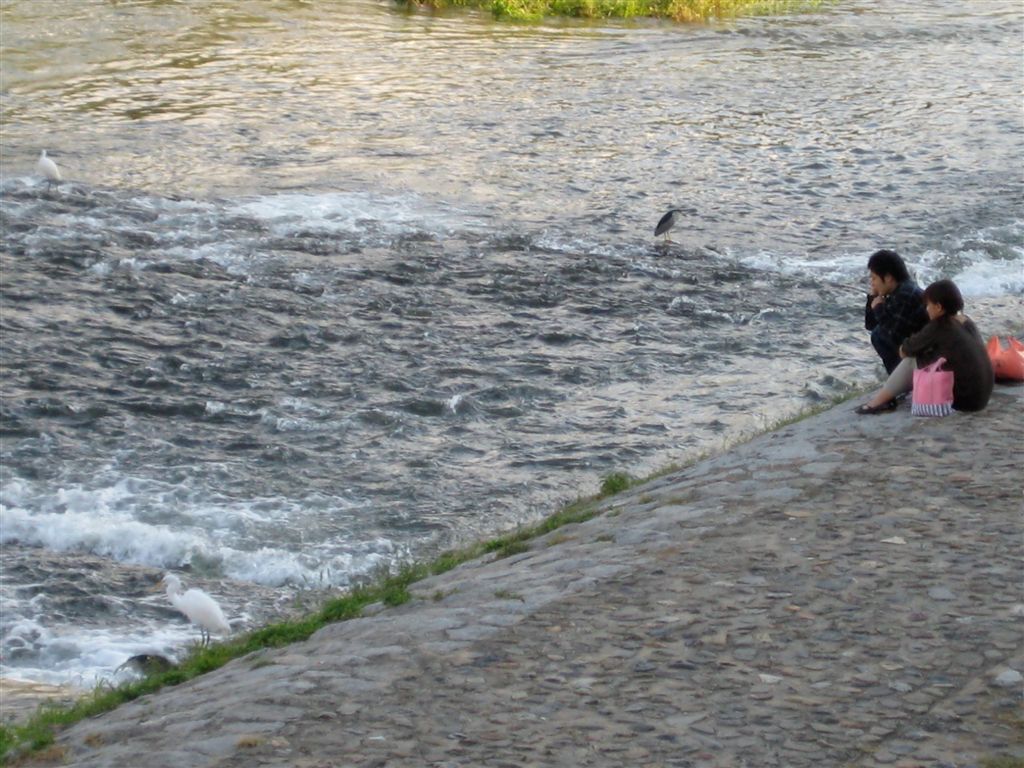 Heron in the Kamo River