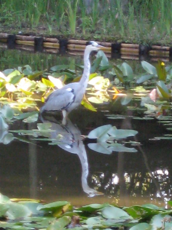 Heron in Heian Shrine garden