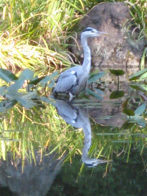 Heron in Heian Shrine garden