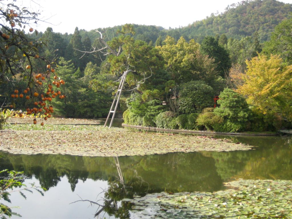 Ryoanji Temple grounds